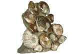 Tall, Composite Ammonite Fossil Display - Madagascar #175803-1